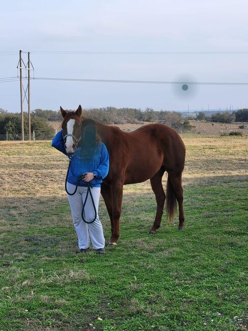 Registered QH western pleasure mare., Amber, Horses For Sale, Magnolia, Image 3
