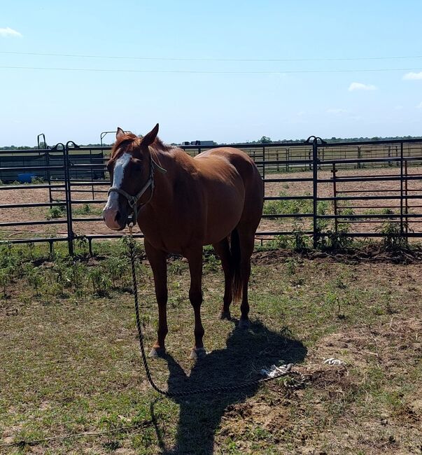 Registered QH western pleasure mare., Amber, Horses For Sale, Magnolia, Image 4