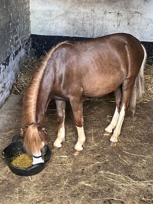 Registered Welsh A Gelding, K Macdonald , Horses For Sale, Dumfries , Image 7