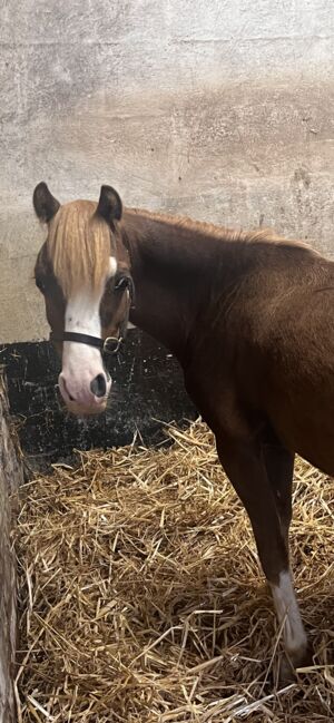 Registered Welsh A Gelding, K Macdonald , Horses For Sale, Dumfries , Image 4