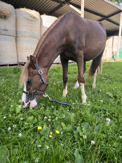 Registered Welsh A Gelding, K Macdonald , Horses For Sale, Dumfries , Image 2