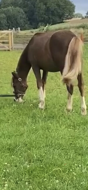 Registered Welsh A Gelding, K Macdonald , Konie na sprzedaż, Dumfries 