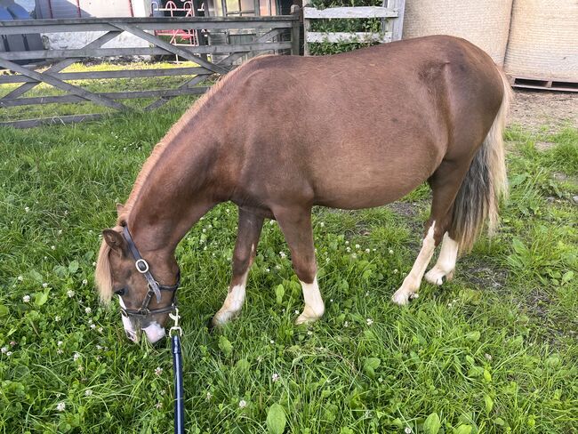 Registered Welsh A Gelding, K Macdonald , Konie na sprzedaż, Dumfries , Image 3