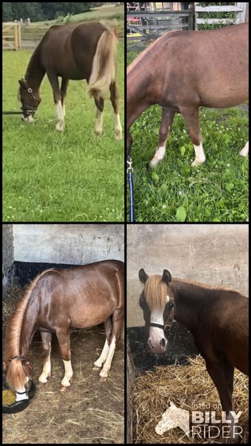 Registered Welsh A Gelding, K Macdonald , Konie na sprzedaż, Dumfries , Image 8