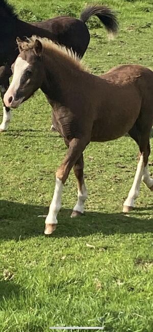 Registered Welsh A Gelding, K Macdonald , Konie na sprzedaż, Dumfries , Image 6