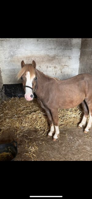 Registered Welsh A Gelding, K Macdonald , Pferd kaufen, Dumfries , Abbildung 5