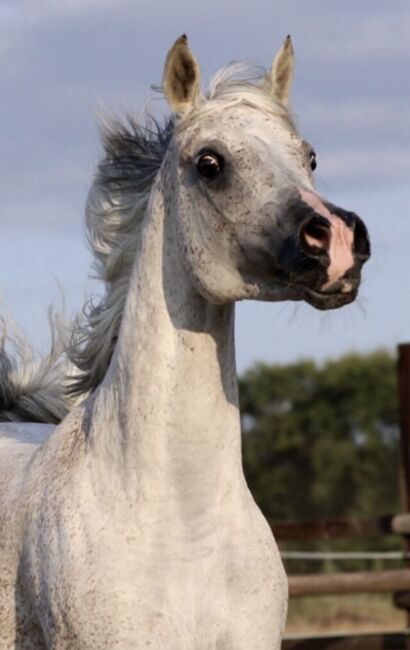 Rein ägyptische Vollblutaraber Zuchtstute, Majidah Arabians, Pferd kaufen, Wittingen 