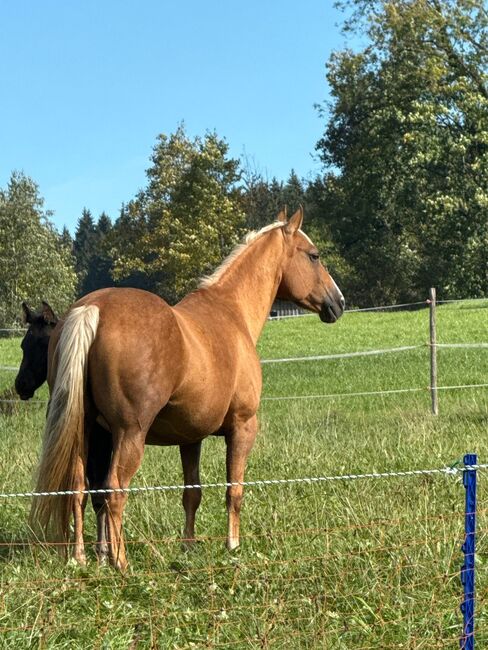 Reine Quarter Horse Stute, Jaqueline, Pferd kaufen, Sulzberg