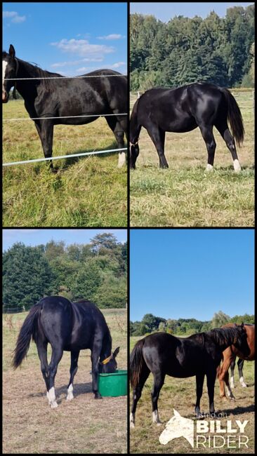 Reining-Nachwuchs mit Wow-Faktor - Schwarzer Quarter Horse Jährling mit tollem Pedigree, Kerstin Rehbehn (Pferdemarketing Ost), Horses For Sale, Nienburg, Image 7