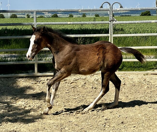 Reining gezogenes Quarter Horse Hengstfohlen v. Shiners Voodoo, Kerstin Rehbehn (Pferdemarketing Ost), Horses For Sale, Nienburg