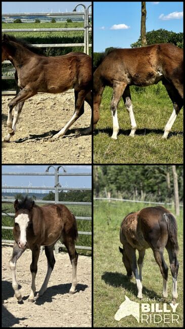 Reining gezogener Quarter Horse Hengst v. Shiners Voodoo, Kerstin Rehbehn (Pferdemarketing Ost), Horses For Sale, Nienburg, Image 5