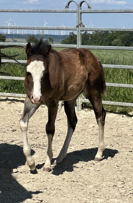 Reining gezogener Quarter Horse Hengst v. Shiners Voodoo, Kerstin Rehbehn (Pferdemarketing Ost), Horses For Sale, Nienburg, Image 3