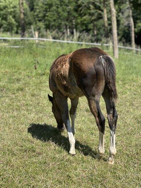 Reining gezogener Quarter Horse Hengst v. Shiners Voodoo, Kerstin Rehbehn (Pferdemarketing Ost), Horses For Sale, Nienburg, Image 4