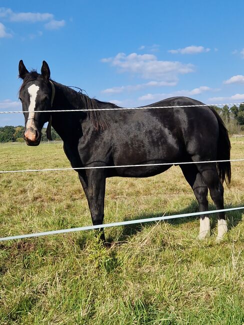 Reining-Nachwuchs mit Wow-Faktor - Schwarzer Quarter Horse Hengst mit tollem Pedigree, Kerstin Rehbehn (Pferdemarketing Ost), Pferd kaufen, Nienburg