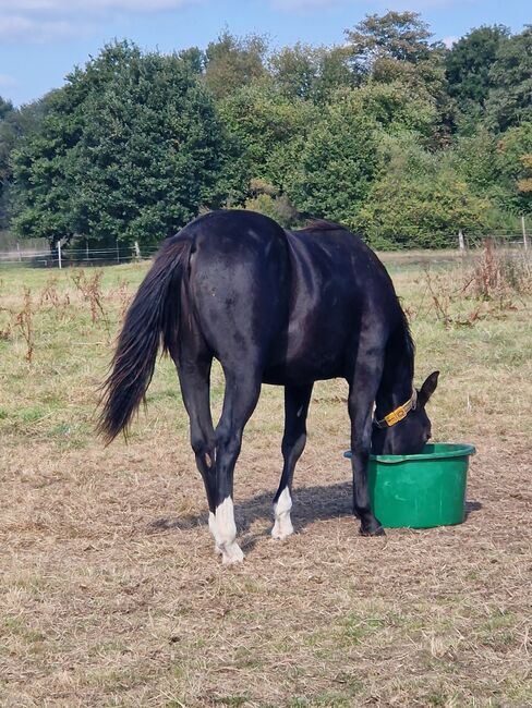 Reining-Nachwuchs mit Wow-Faktor - Schwarzer Quarter Horse Jährling mit tollem Pedigree, Kerstin Rehbehn (Pferdemarketing Ost), Pferd kaufen, Nienburg, Abbildung 4