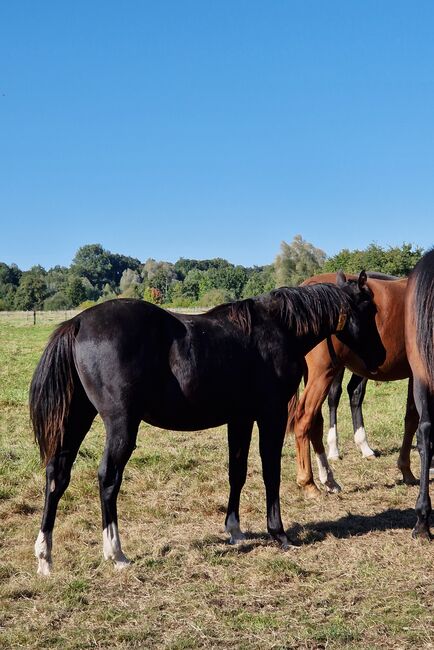 Reining-Nachwuchs mit Wow-Faktor - Schwarzer Quarter Horse Jährling mit tollem Pedigree, Kerstin Rehbehn (Pferdemarketing Ost), Pferd kaufen, Nienburg, Abbildung 3