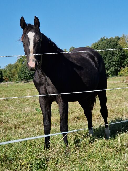 Reining-Nachwuchs mit Wow-Faktor - Schwarzer Quarter Horse Jährling mit tollem Pedigree, Kerstin Rehbehn (Pferdemarketing Ost), Pferd kaufen, Nienburg, Abbildung 5