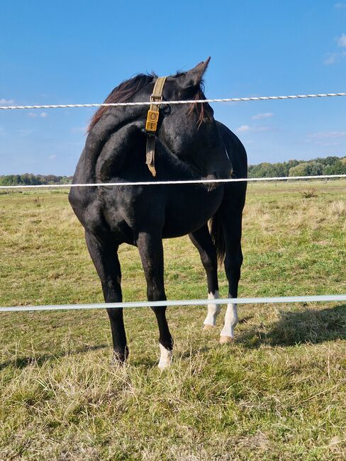 Reining-Nachwuchs mit Wow-Faktor - Schwarzer Quarter Horse Jährling mit tollem Pedigree, Kerstin Rehbehn (Pferdemarketing Ost), Horses For Sale, Nienburg, Image 2