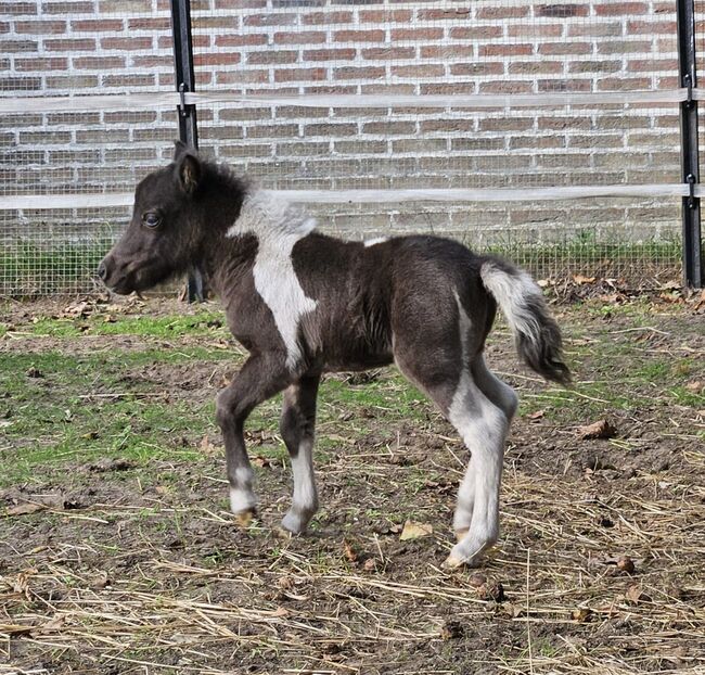 Purebred Falabella miniature horse, Greet Dewil, Pferd kaufen, Grobbendonk