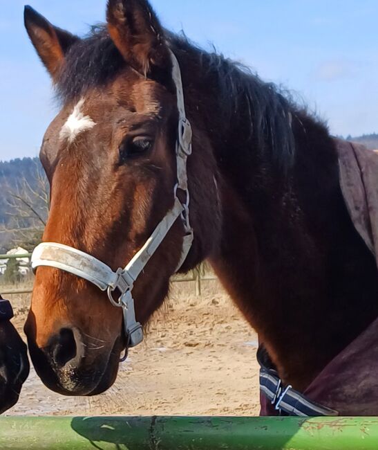 Reit Beteiligung, Sophia, Reitbeteiligungen, Hadamar