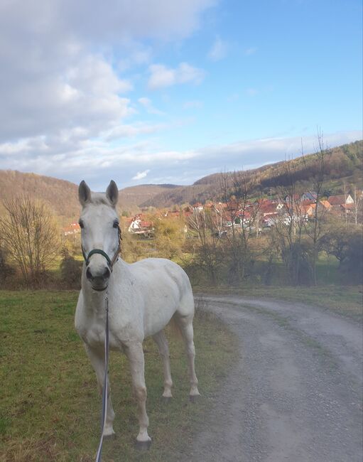 Reitbarer Beisteller, Lisa-Marie Grützner, Pferd kaufen, Krauthausen, Abbildung 2