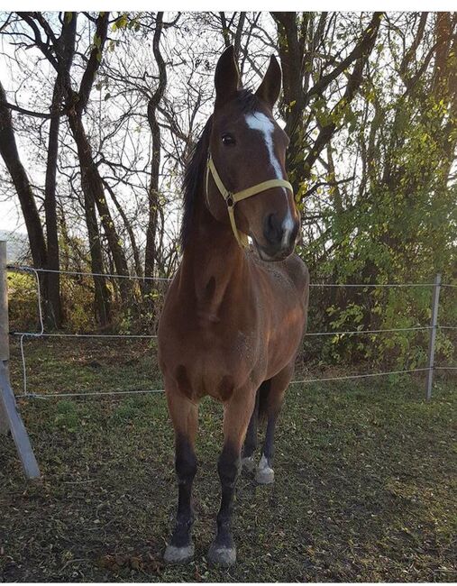 REITBARES BESTELLPFERD ZU VERSCHENKEN, Elisabeth Kaiser , Pferd kaufen, Tulln 