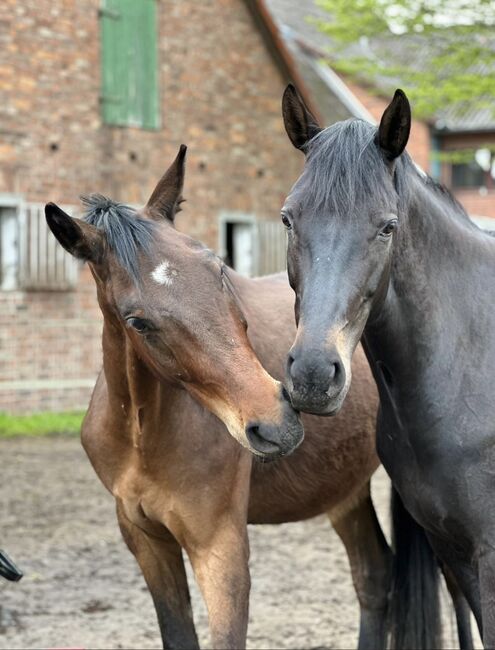 Reitbeteiligung auf 4 jährigen Hannoveraner Wallach, Yara Simson, Reitbeteiligungen, Wathlingen