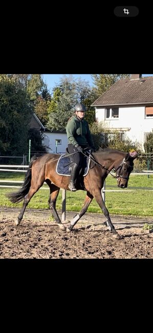 Reitbeteiligung auf 4 jährigen Hannoveraner Wallach, Yara Simson, Reitbeteiligungen, Wathlingen, Abbildung 4