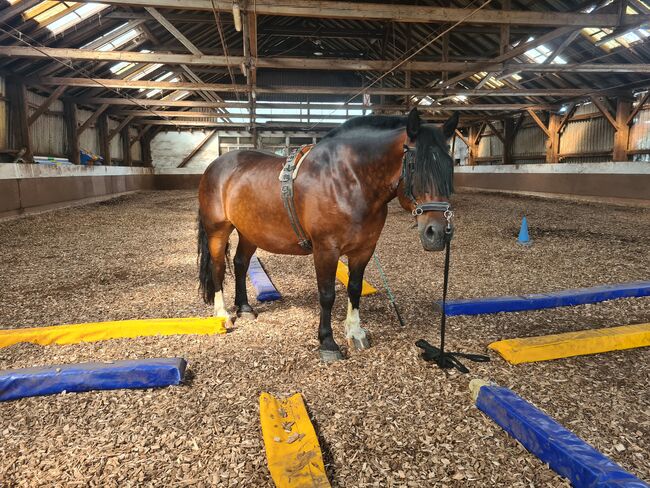 Reitbeteiligung in 63674 zu vergeben, KaltblutLiebe🐎💕, Reitbeteiligungen, Ranstadt, Abbildung 3