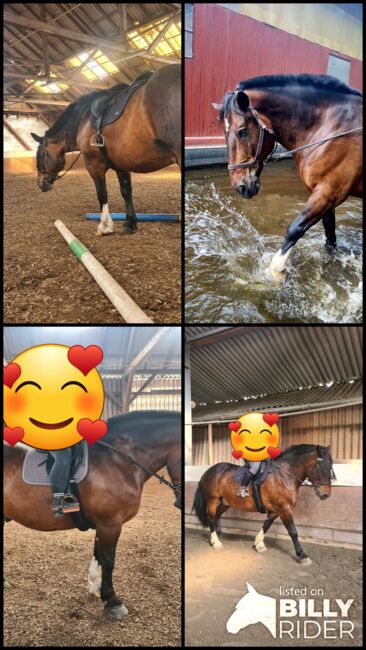 Reitbeteiligung in 63674 zu vergeben, KaltblutLiebe🐎💕, Reitbeteiligungen, Ranstadt, Abbildung 7