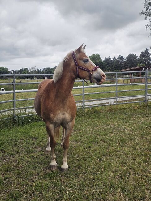 Reitbeteiligung auf fitter Haffi Stute, Sophie , Reitbeteiligungen, Treuenbrietzen