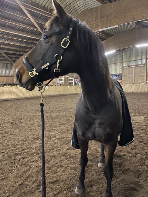 Reitbeteiligung gesucht (Pferd sucht Mensch), marschu , Reitbeteiligungen, Garz/Rügen, Abbildung 2