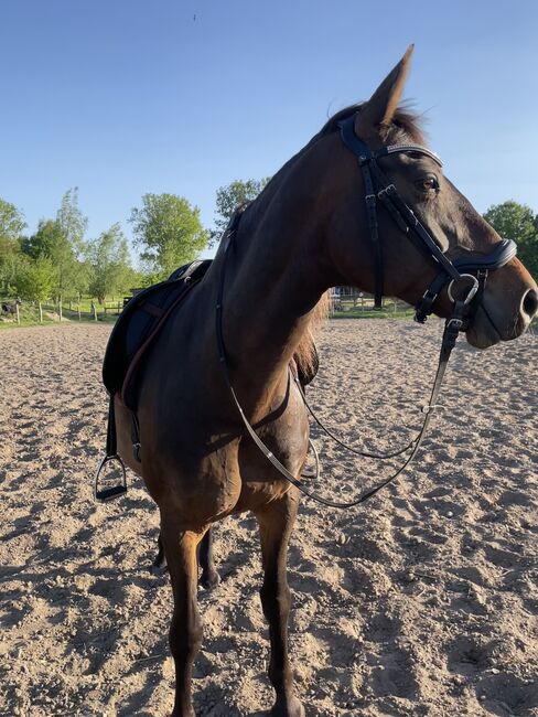 Reitbeteiligung gesucht (Pferd sucht Mensch), marschu , Reitbeteiligungen, Garz/Rügen, Abbildung 7