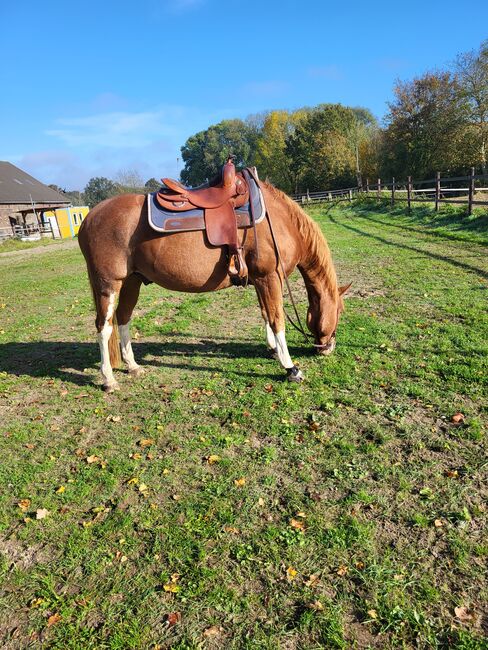 Reitbeteiligung gesucht, Monique, Reitbeteiligungen, Moers