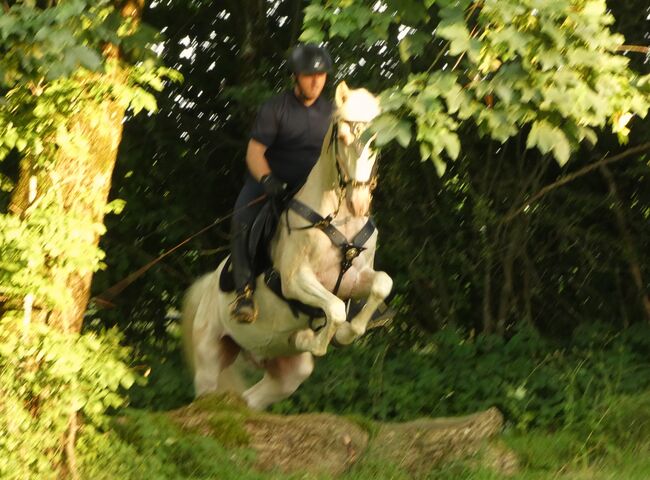 Reitbeteiligung bis Hohe Schule o. Pflegebeteiligung für Lusitano bei Stetten, CN, Reitbeteiligungen, Bad Wörishofen, Abbildung 4