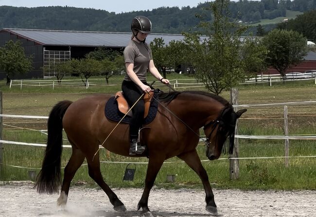 Reitbeteiligung, Aurora, Horse Sharing, Zug, Image 3