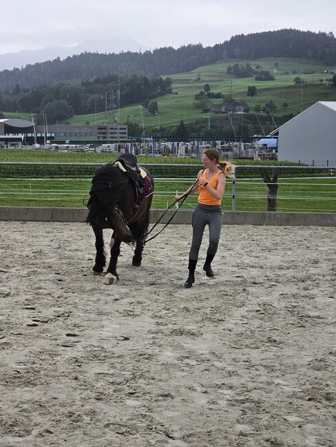 Reitbeteiligung, Aurora, Horse Sharing, Zug, Image 2