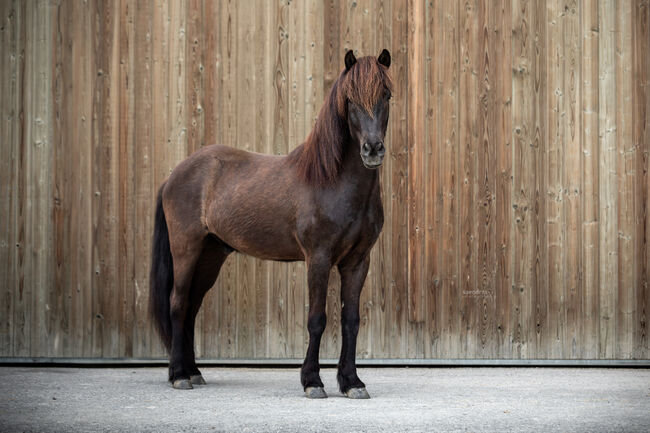 Reitbeteiligung Isländerwallach, Isländerwallach , Claudia, Reitbeteiligungen, Klausen-Leopoldsdorf