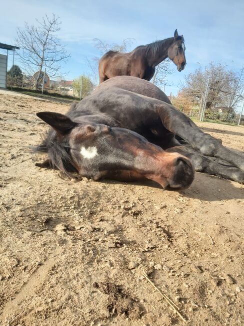 Reitbeteiligung für liebe Stute in 67259 Beindersheim gesucht, Stefanie & Christian , Reitbeteiligungen, Frankenthal/Pfalz, Abbildung 2