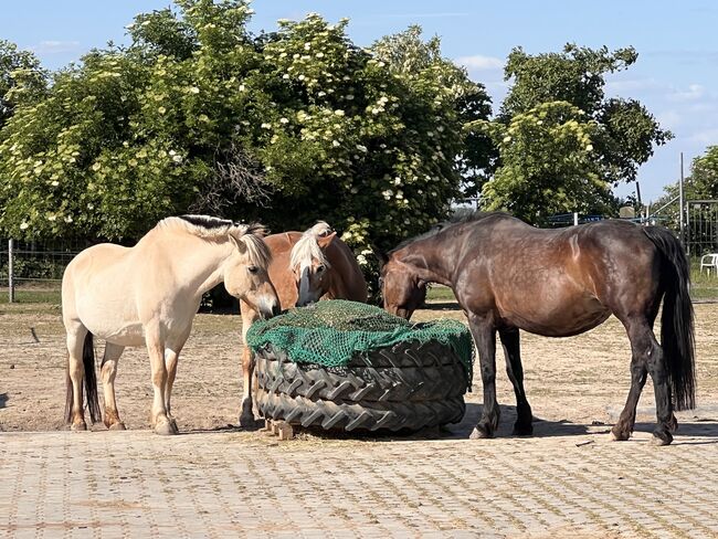 Reitbeteiligung für liebe Stute in 67259 Beindersheim gesucht, Stefanie & Christian , Reitbeteiligungen, Frankenthal/Pfalz, Abbildung 4