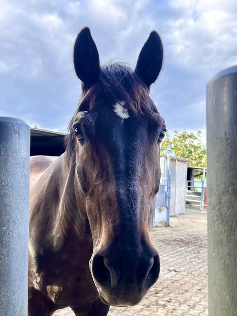 Reitbeteiligung für liebe Stute in 67259 Beindersheim gesucht, Stefanie & Christian , Reitbeteiligungen, Frankenthal/Pfalz