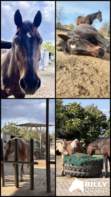 Reitbeteiligung für liebe Stute in 67259 Beindersheim gesucht, Stefanie & Christian , Reitbeteiligungen, Frankenthal/Pfalz, Abbildung 6