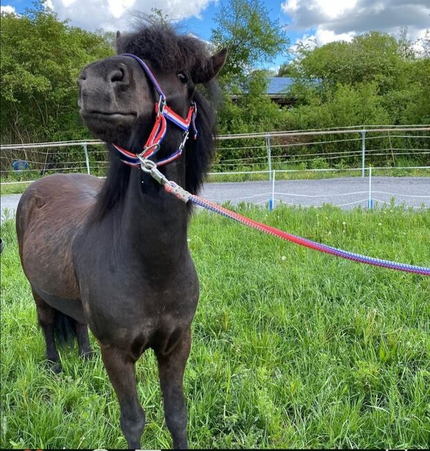 Reitbeteiligung auf liebenswertem Islandwallach in Hahnhofen, Kathrin , Reitbeteiligungen, Hatzenbühl 