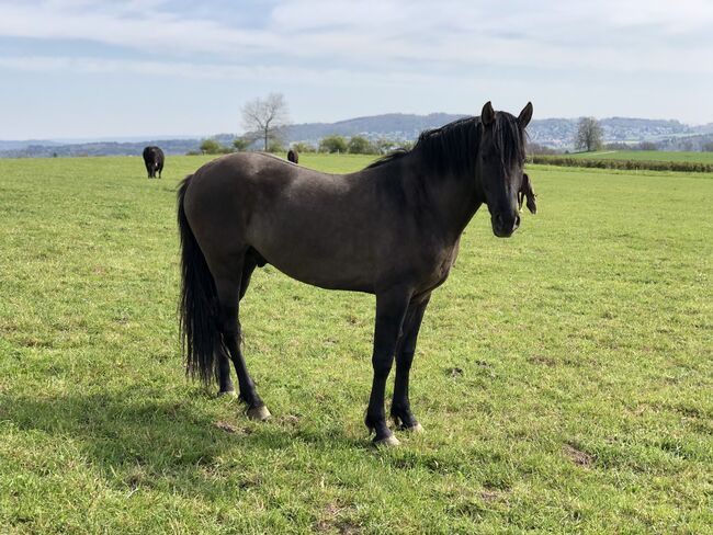 Reitbeteiligung Nähe Zürich, Cynthia Ka, Pferd kaufen, Birmensdorf 
