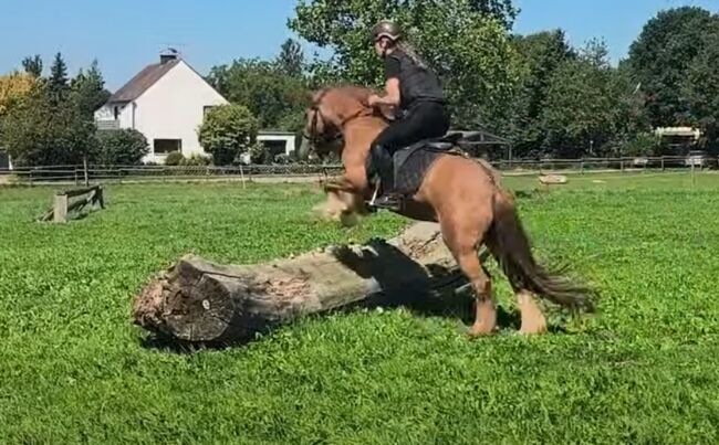Reitbeteiligung, Isa1, Pferd kaufen, Euskirchen