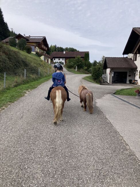 Reitbeteiligung, Bianca, Reitbeteiligungen, Attersee, Abbildung 2