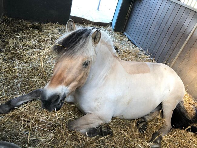 Reitbeteiligung auf tollem Pony in Fritzlar-Obermöllrich, Sarah K., Reitbeteiligungen, Kassel, Abbildung 5