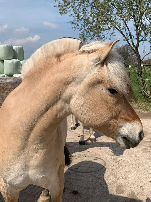Reitbeteiligung auf tollem Pony in Fritzlar-Obermöllrich, Sarah K., Reitbeteiligungen, Kassel, Abbildung 4