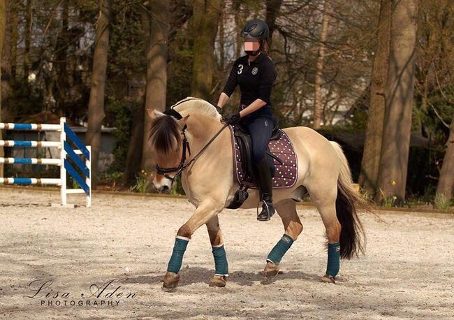 Reitbeteiligung auf tollem Pony in Fritzlar-Obermöllrich, Sarah K., Reitbeteiligungen, Kassel