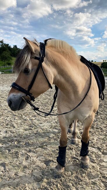 Reitbeteiligung auf tollem Pony in Fritzlar-Obermöllrich, Sarah K., Reitbeteiligungen, Kassel, Abbildung 7